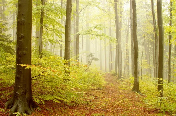 Pad leidt door bossen van beuken — Stockfoto