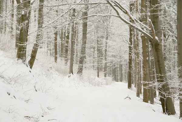 Camino de invierno —  Fotos de Stock
