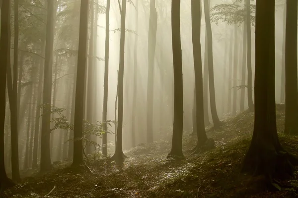 Sonnenstrahlen fallen in nebligen Wald — Stockfoto