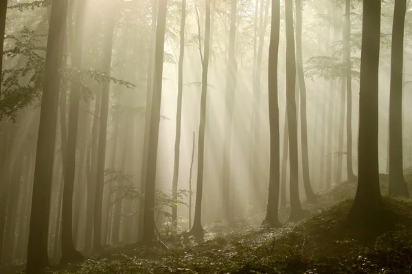Sunbeams falls into misty woods — Stock Photo, Image