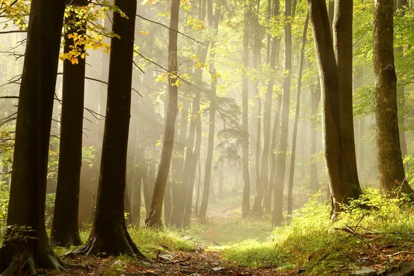 Sentier d'automne dans les bois — Photo