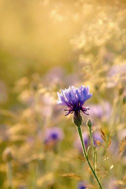 Cornflower at dusk clipart