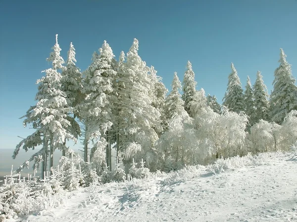 霜に覆われた松の木 — ストック写真