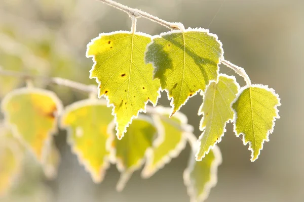 Sonbahar huş ağacı yaprakları — Stok fotoğraf