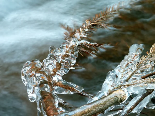 Zweig mit Eis bedeckt — Stockfoto