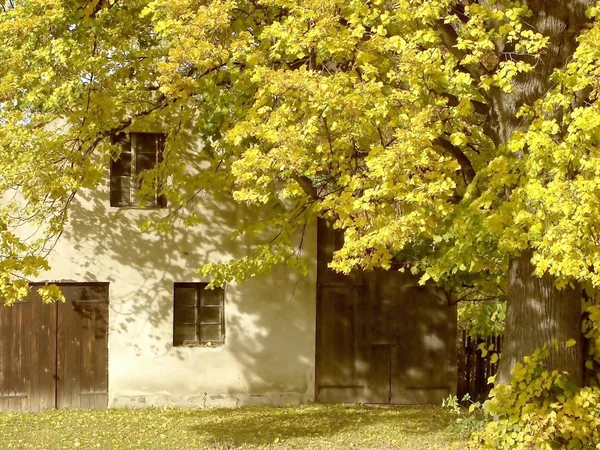 stock image Autumn tree