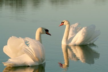 Swans at sunset clipart