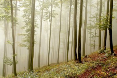 Picturesque beech forest clipart