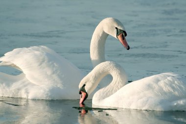 Swans at sunrise clipart