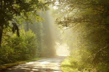 Misty country road at sunrise clipart