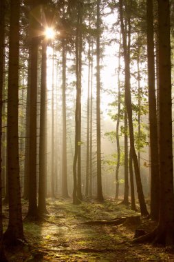 Coniferous forest at dawn clipart