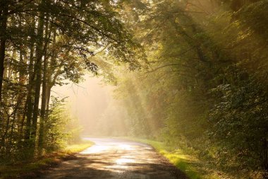 Country road in autumn forest clipart