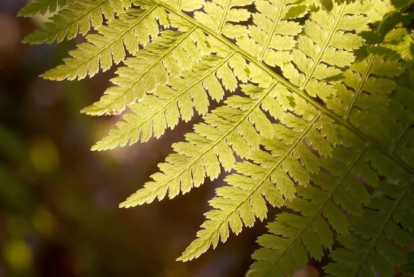 Spring fern — Stock Photo, Image