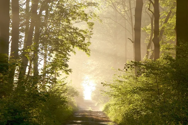 Lente bos bij zonsopgang — Stockfoto