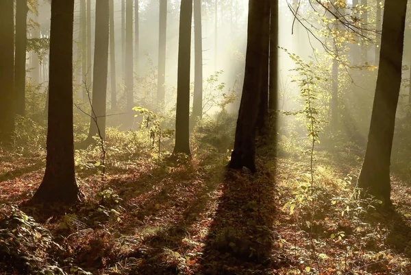 Осенний лес на рассвете — стоковое фото