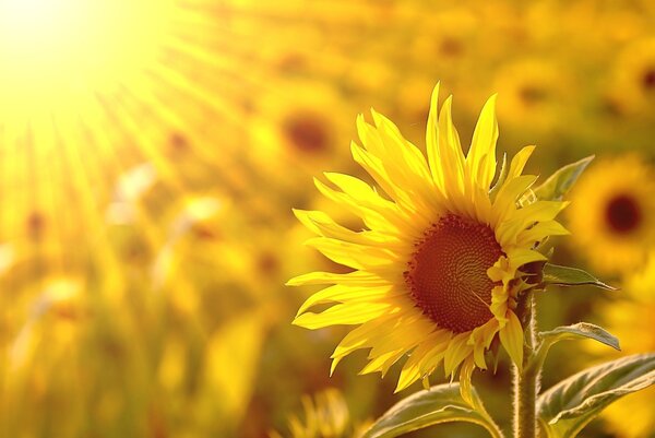 Sunflower in the field