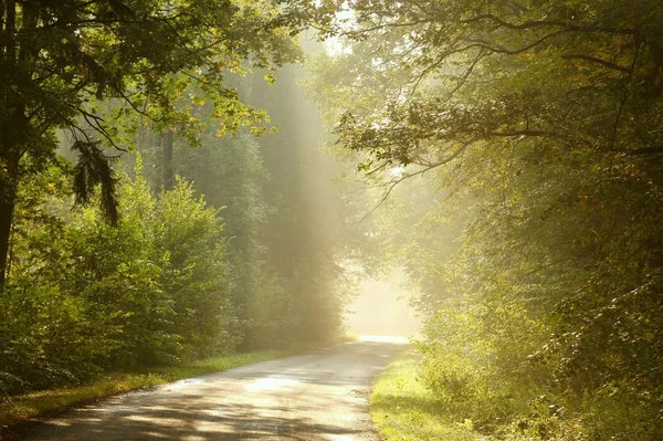 Misty country road al amanecer — Foto de Stock