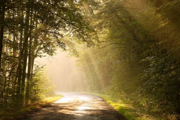 Загородная дорога в осеннем лесу — стоковое фото
