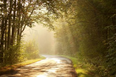 Country road in autumn forest clipart