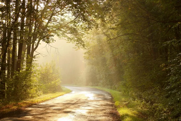 Landstraße im Herbstwald — Stockfoto