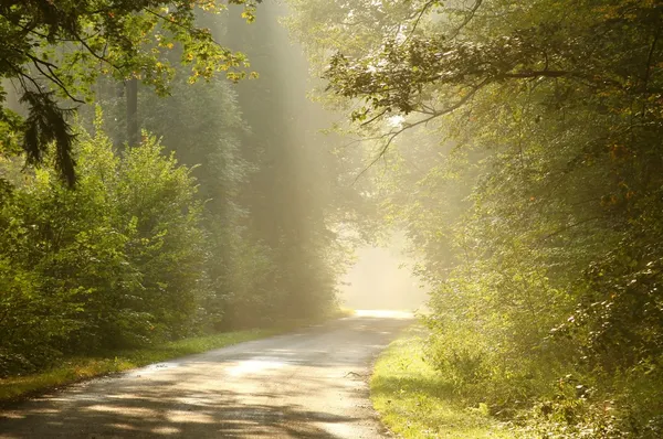 Misty country road at sunrise — Stock Photo, Image