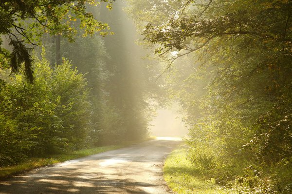 Misty country road at sunrise