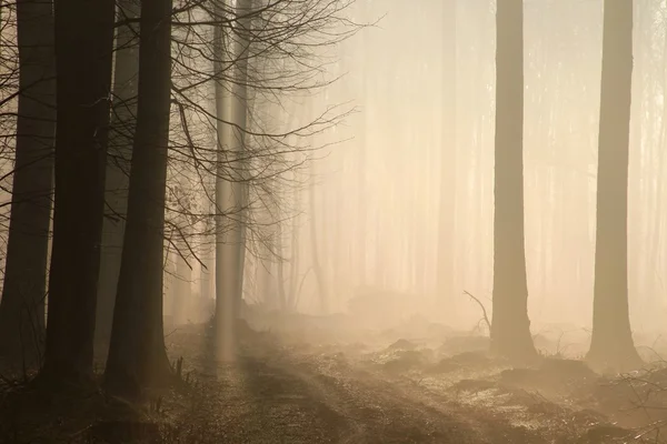 Waldweg im Morgengrauen — Stockfoto