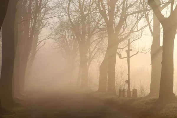 stock image Country road at sunrise