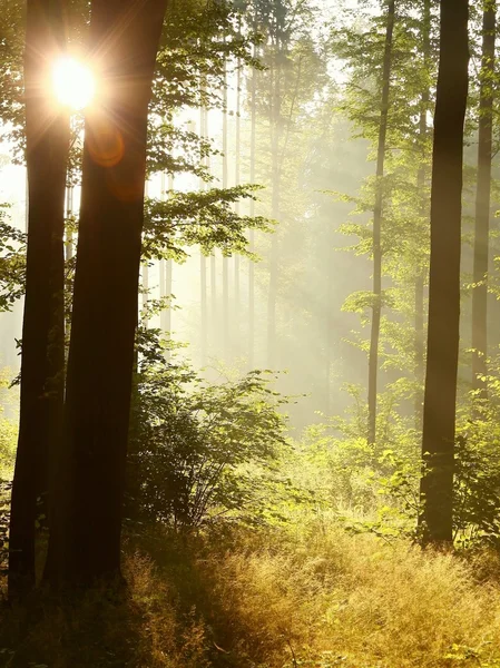 Güneşin doğuşunda sisli orman — Stok fotoğraf