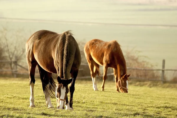 Grazende paarden — Stockfoto