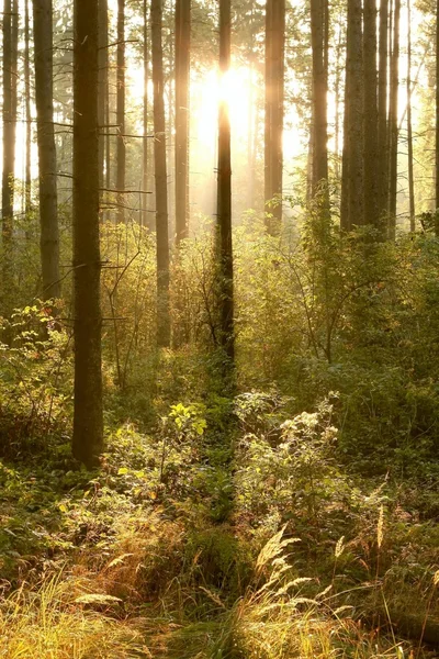 Floresta de coníferas ao amanhecer — Fotografia de Stock