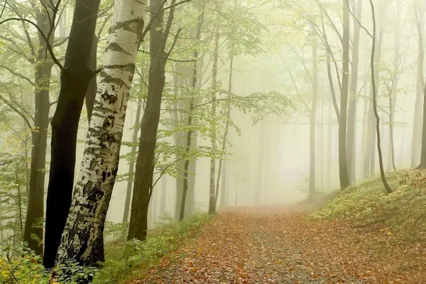 雾漫森林 — 图库照片