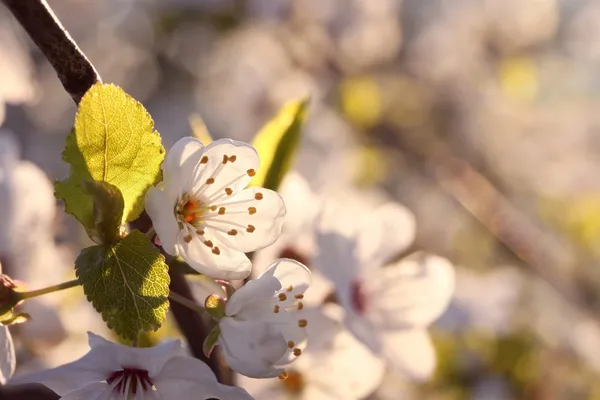Voorjaarsbloemen — Stockfoto