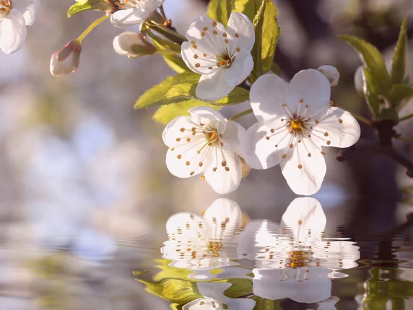 Wiosenne kwiaty o świcie — Zdjęcie stockowe