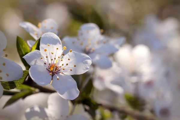 Jarní květiny za úsvitu — Stock fotografie
