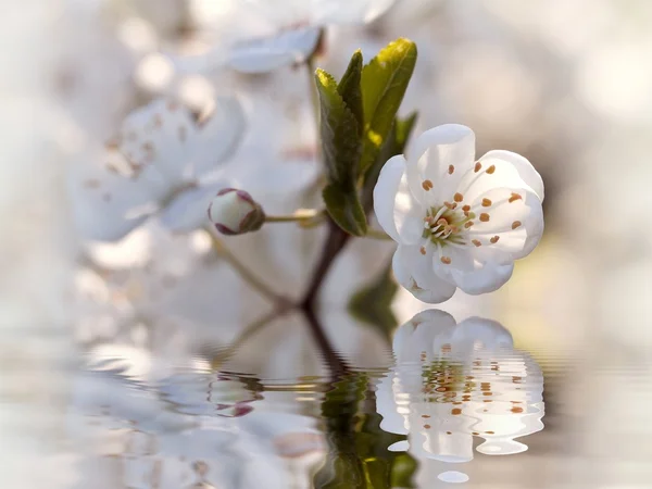 Charmante Frühlingsblumen — Stockfoto