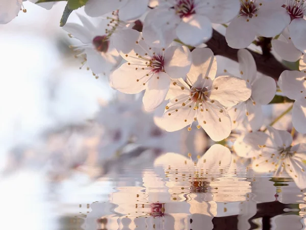 새벽의 봄 꽃들 — 스톡 사진