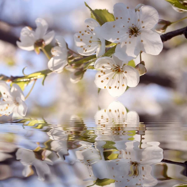 Krásnou bílou květiny — Stock fotografie