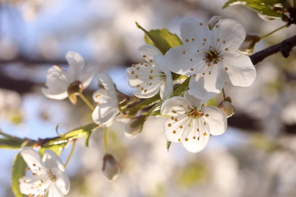 아름다운 봄 꽃들 — 스톡 사진