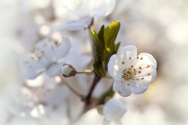 Güzel bahar çiçekleri — Stok fotoğraf
