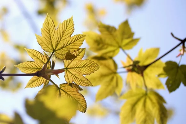 Весенние кленовые листья — стоковое фото
