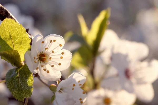 Kevätkukat — kuvapankkivalokuva