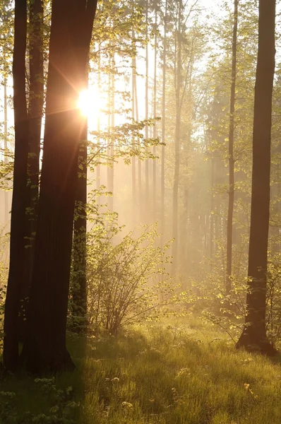 Sunrise through the trees in the forest — Stock Photo, Image