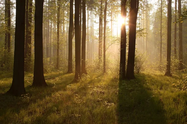 Nascer do sol através das árvores na floresta — Fotografia de Stock