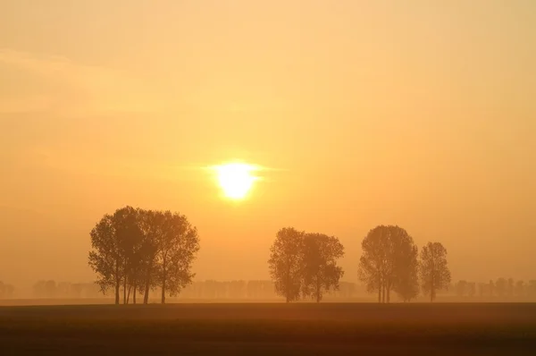 Sunrise over the trees — Stock Photo, Image