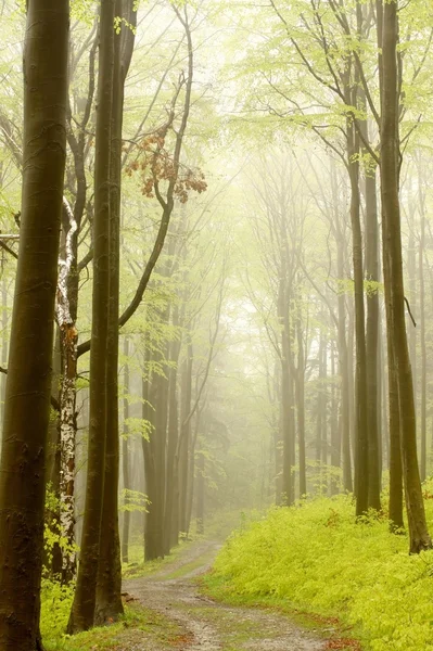 薄雾森林中的春天路径 — 图库照片
