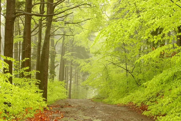 Sentiero nella foresta primaverile — Foto Stock