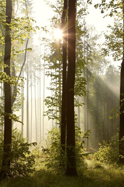 Morning sunlight passing between the trees and falling into the misty spring forest.