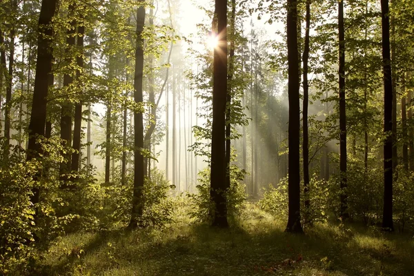 Zonsopgang in het bos — Stockfoto