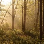 Enchanted spring forest — Stock Photo © nature78 #3225866